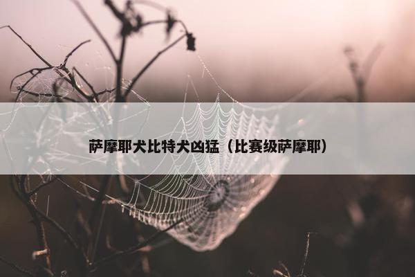 萨摩耶犬比特犬凶猛（比赛级萨摩耶）