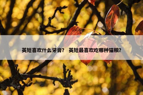 英短喜欢什么牙膏？ 英短最喜欢吃哪种猫粮？
