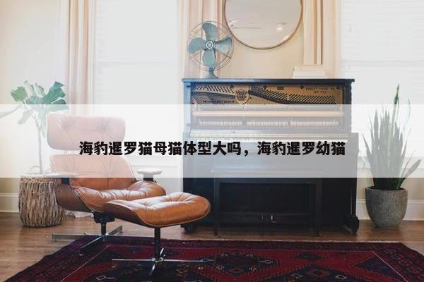 海豹暹罗猫母猫体型大吗，海豹暹罗幼猫