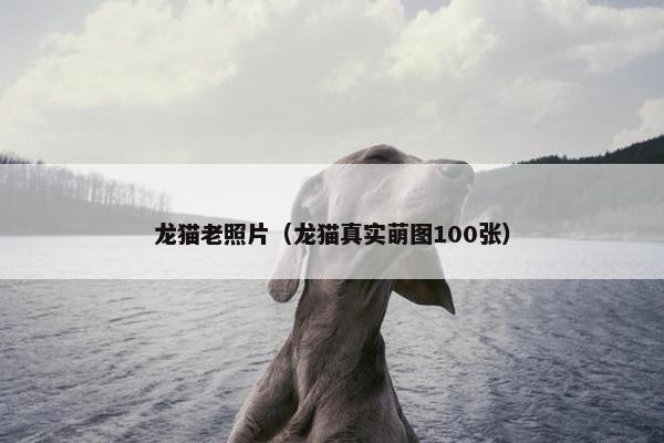 龙猫老照片（龙猫真实萌图100张）