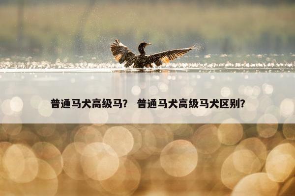 普通马犬高级马？ 普通马犬高级马犬区别？