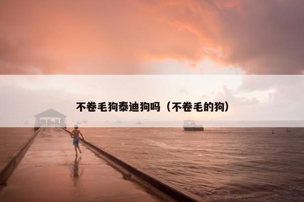 不卷毛狗泰迪狗吗（不卷毛的狗）