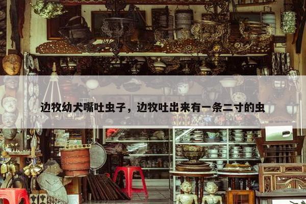 边牧幼犬嘴吐虫子，边牧吐出来有一条二寸的虫
