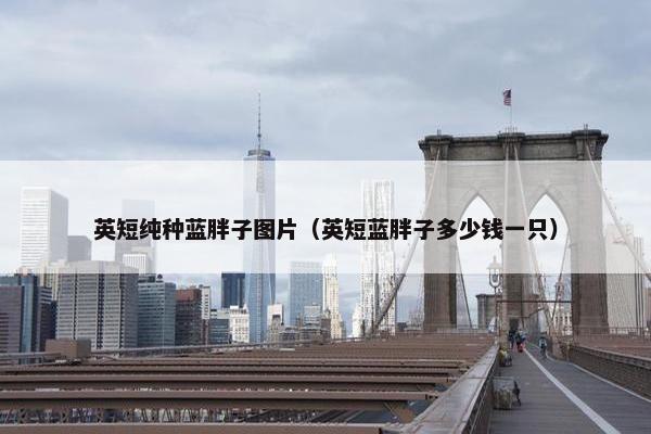 英短纯种蓝胖子图片（英短蓝胖子多少钱一只）