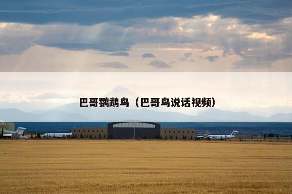 巴哥鹦鹉鸟（巴哥鸟说话视频）