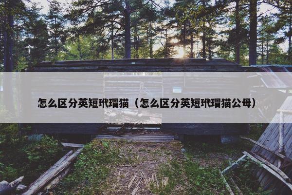 怎么区分英短玳瑁猫（怎么区分英短玳瑁猫公母）