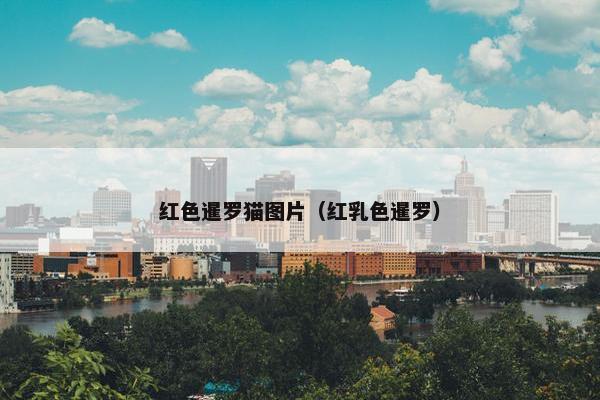 红色暹罗猫图片（红乳色暹罗）