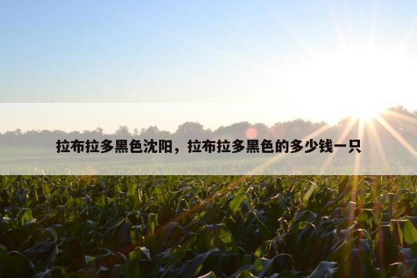 拉布拉多黑色沈阳，拉布拉多黑色的多少钱一只