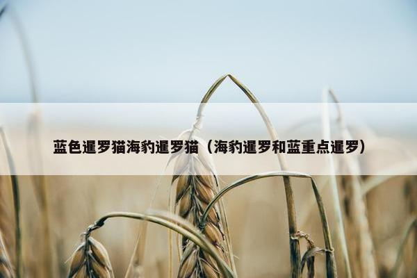 蓝色暹罗猫海豹暹罗猫（海豹暹罗和蓝重点暹罗）
