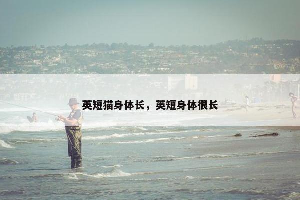 英短猫身体长，英短身体很长