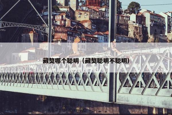 藏獒哪个聪明（藏獒聪明不聪明）
