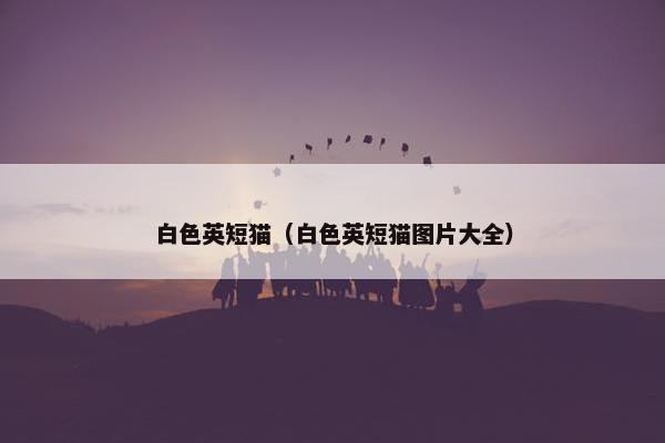 白色英短猫（白色英短猫图片大全）