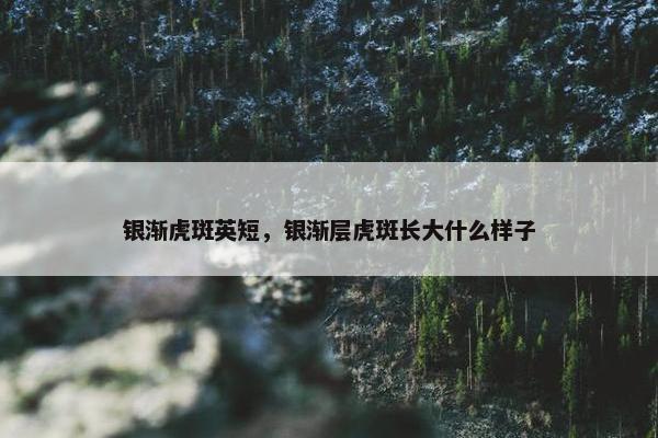 银渐虎斑英短，银渐层虎斑长大什么样子