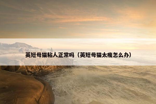英短母猫粘人正常吗（英短母猫太瘦怎么办）