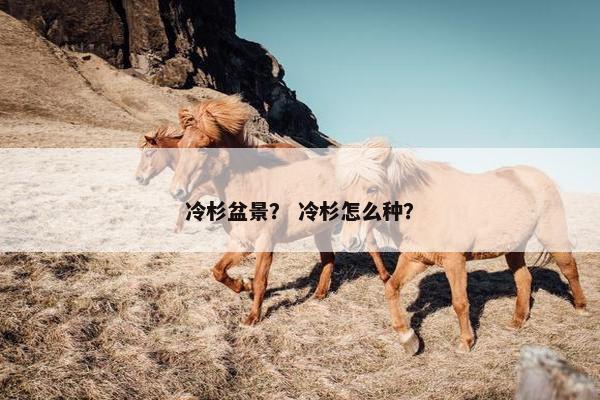 冷杉盆景？ 冷杉怎么种？