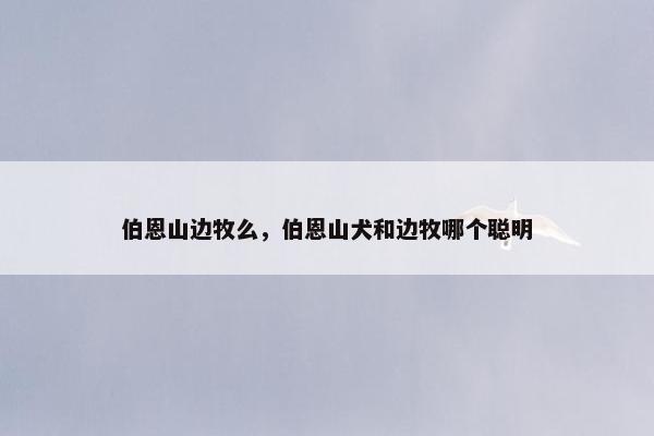 伯恩山边牧么，伯恩山犬和边牧哪个聪明