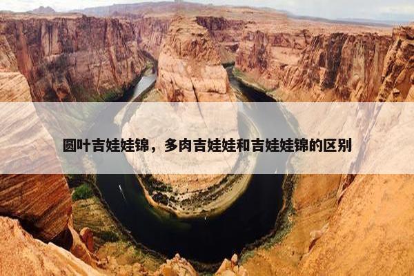圆叶吉娃娃锦，多肉吉娃娃和吉娃娃锦的区别