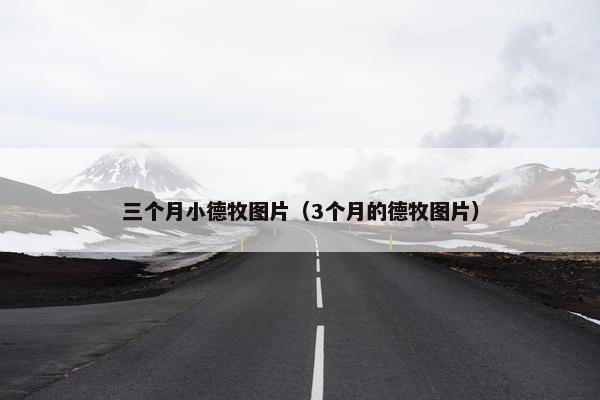 三个月小德牧图片（3个月的德牧图片）