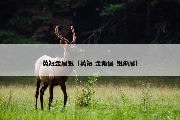 英短金层银(英短 金渐层 银渐层)