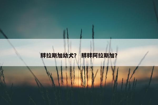 胖拉斯加幼犬？ 胖胖阿拉斯加？