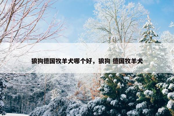 狼狗德国牧羊犬哪个好，狼狗 德国牧羊犬