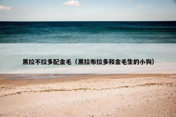 黑拉不拉多配金毛（黑拉布拉多和金毛生的小狗）