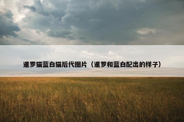 暹罗猫蓝白猫后代图片(暹罗和蓝白配出的样子)