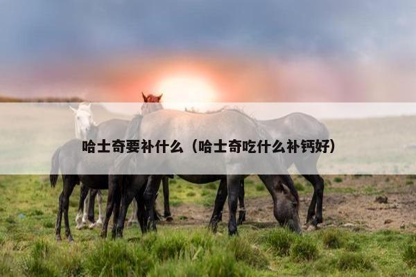 哈士奇要补什么（哈士奇吃什么补钙好）