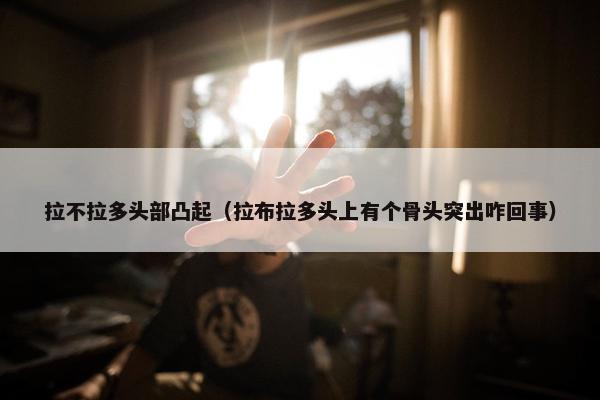 拉不拉多头部凸起（拉布拉多头上有个骨头突出咋回事）
