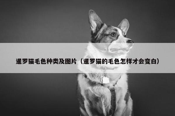 暹罗猫毛色种类及图片（暹罗猫的毛色怎样才会变白）