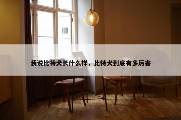 我说比特犬长什么样，比特犬到底有多厉害