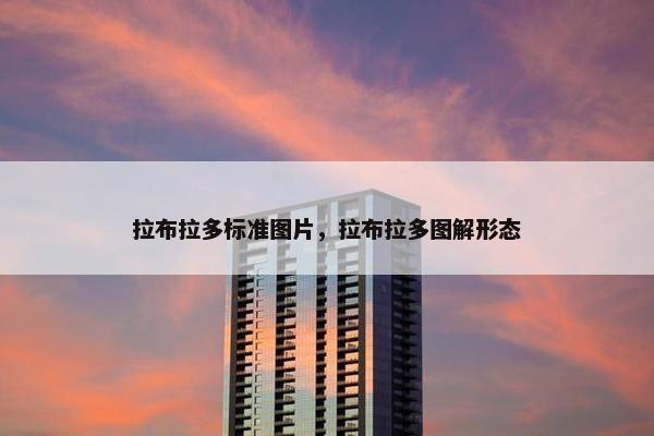 拉布拉多标准图片，拉布拉多图解形态