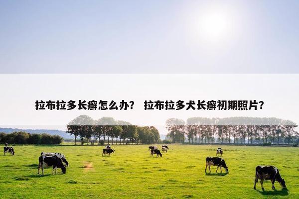 拉布拉多长癣怎么办？ 拉布拉多犬长癣初期照片？