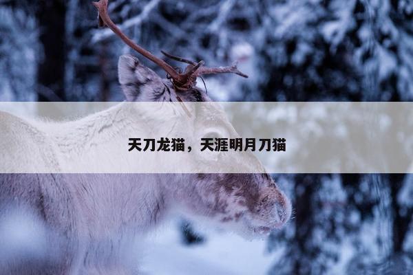 天刀龙猫,天涯明月刀猫