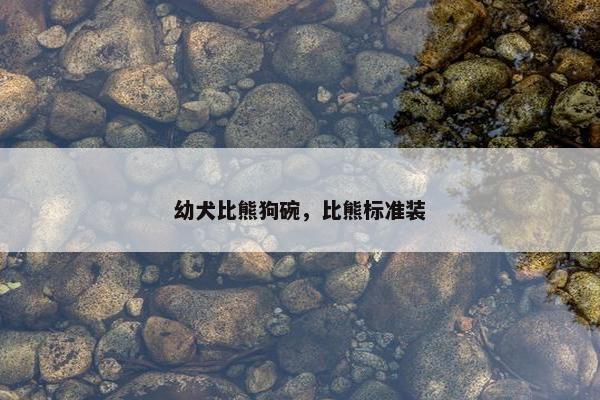 幼犬比熊狗碗，比熊标准装
