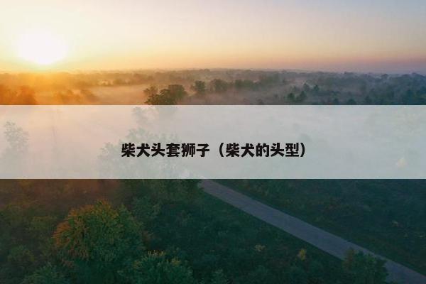 柴犬头套狮子（柴犬的头型）