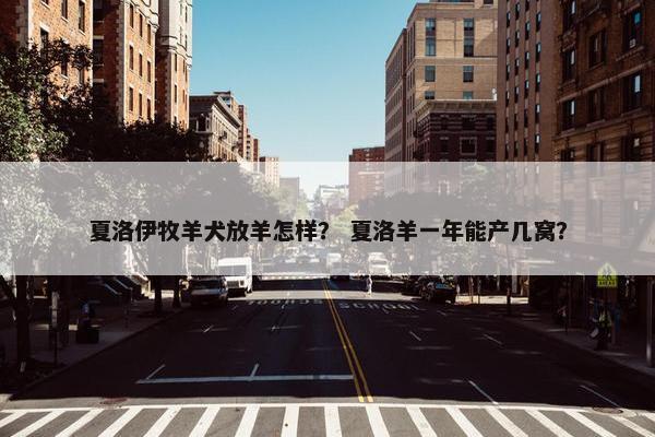 夏洛伊牧羊犬放羊怎样？ 夏洛羊一年能产几窝？