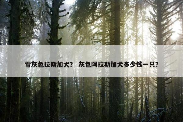 雪灰色拉斯加犬？ 灰色阿拉斯加犬多少钱一只？