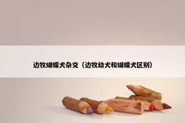 边牧蝴蝶犬杂交（边牧幼犬和蝴蝶犬区别）