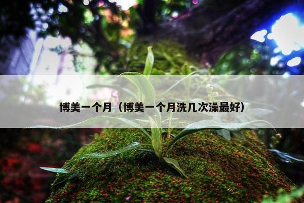 博美一个月(博美一个月洗几次澡最好)