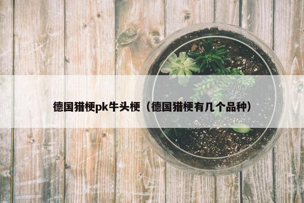 德国猎梗pk牛头梗（德国猎梗有几个品种）