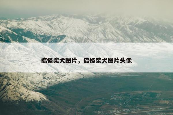 搞怪柴犬图片，搞怪柴犬图片头像