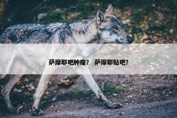 萨摩耶吧肿瘤？ 萨摩耶贴吧？