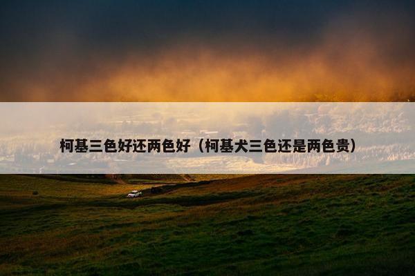 柯基三色好还两色好（柯基犬三色还是两色贵）