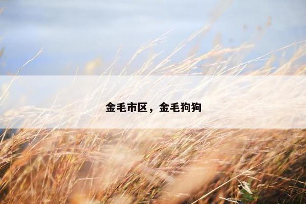 金毛市区，金毛狗狗
