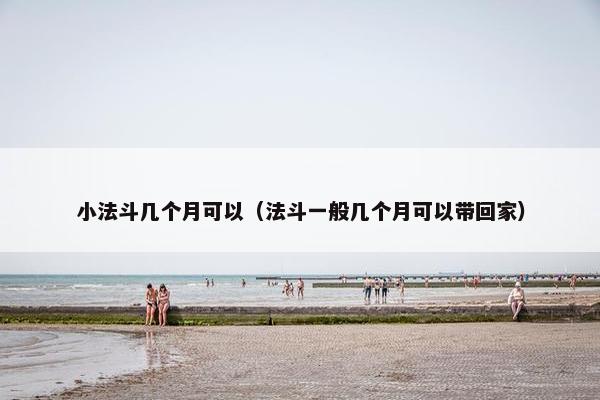 小法斗几个月可以（法斗一般几个月可以带回家）