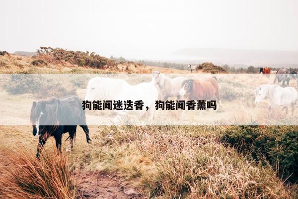 狗能闻迷迭香，狗能闻香薰吗
