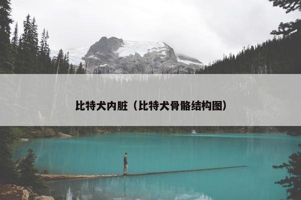 比特犬内脏（比特犬骨骼结构图）