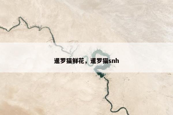 暹罗猫鲜花，暹罗猫snh