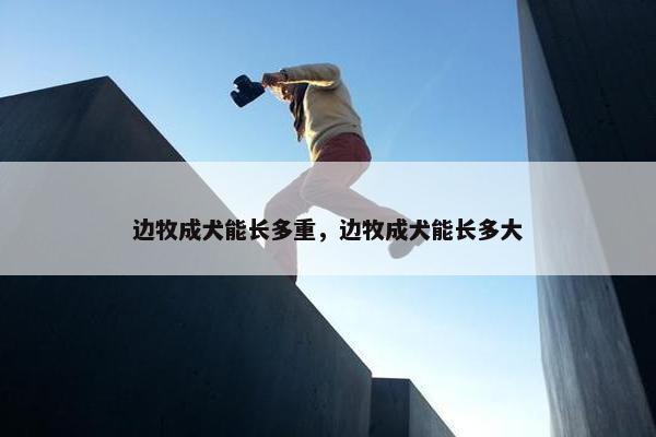 边牧成犬能长多重，边牧成犬能长多大